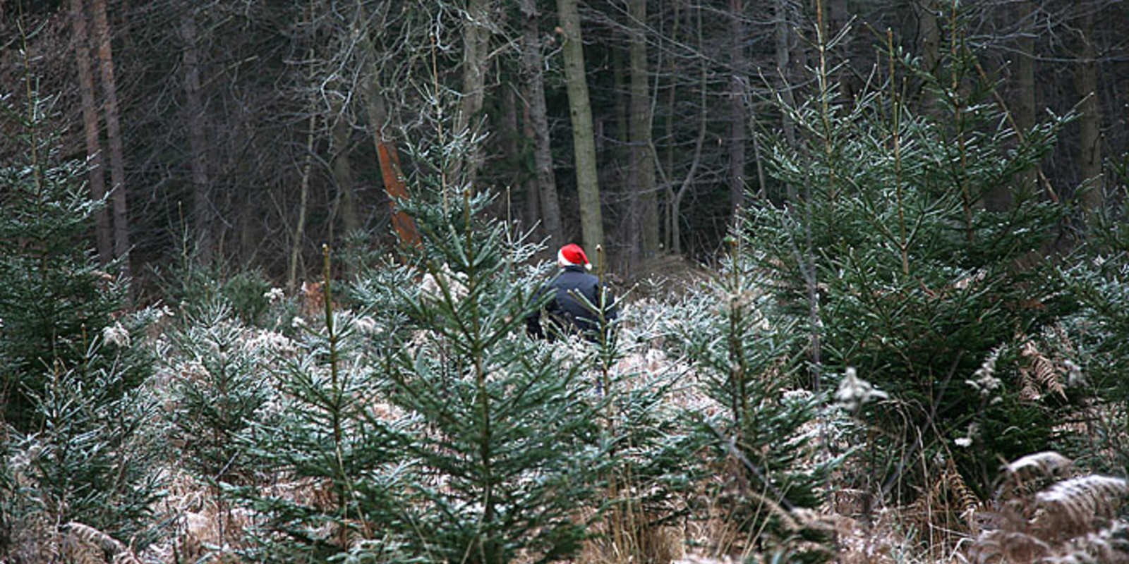 Weihnachtsbaumschlagen mit pro office und ComNet Hannover Bild 38